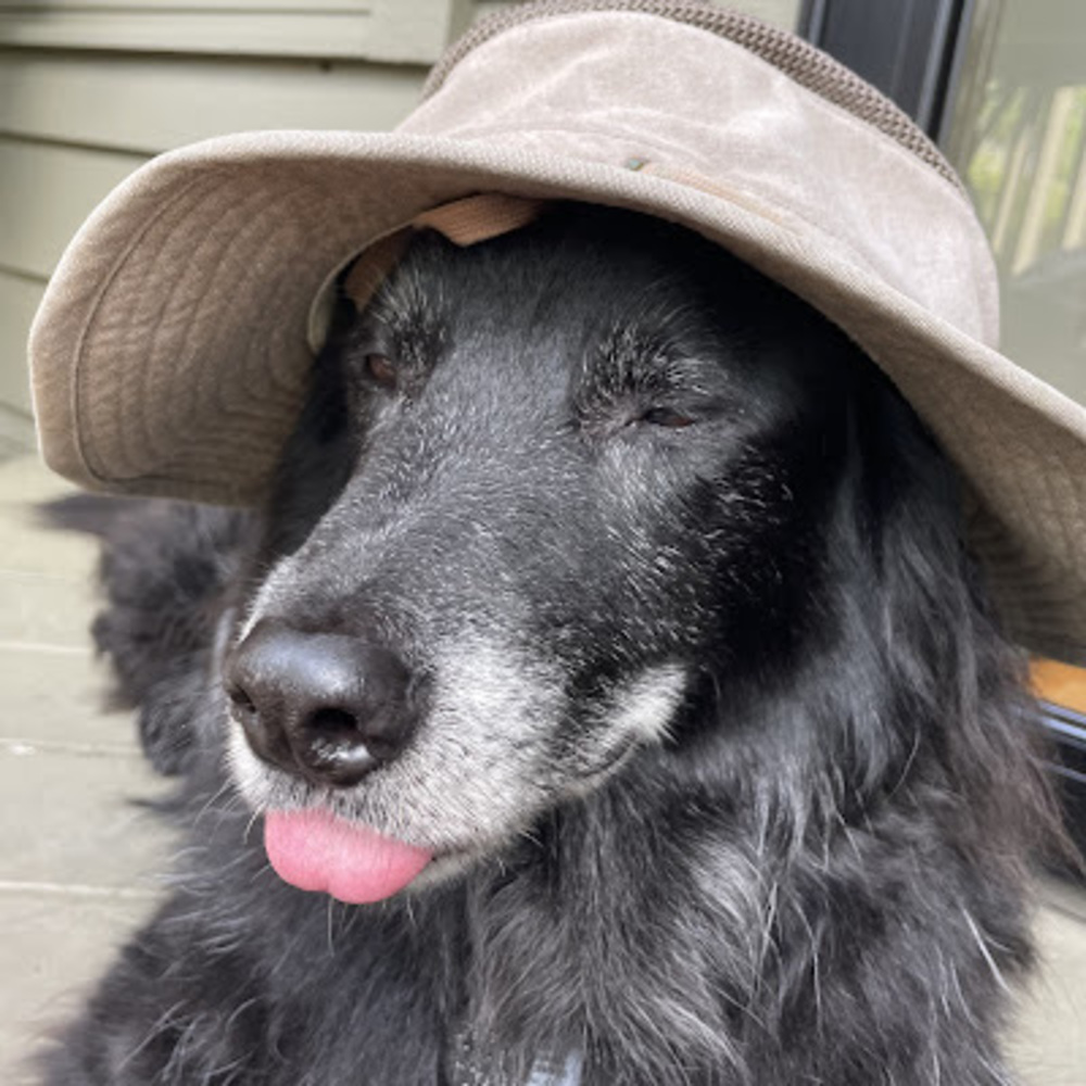 Meet your Posher, Janet